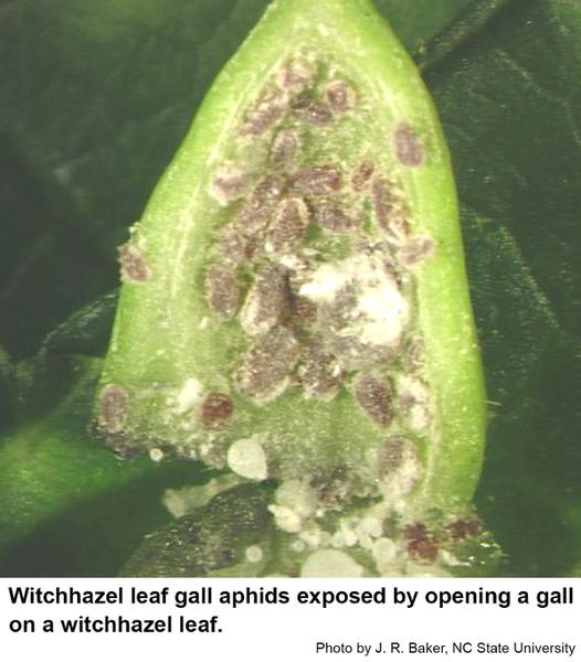 Thumbnail image for Witchhazel Leaf Gall Aphid